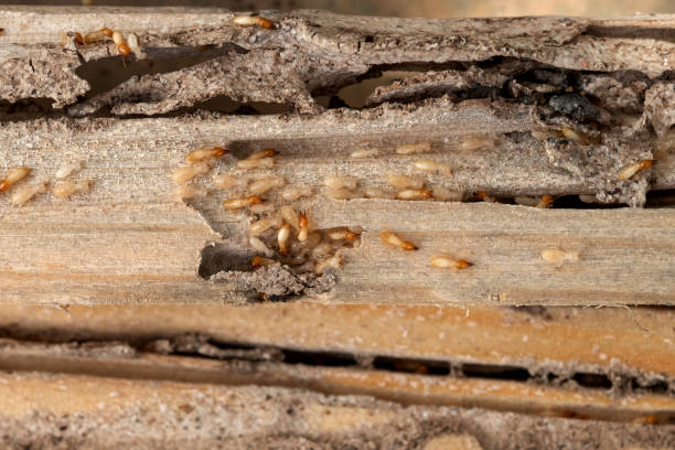 Best Wildlife Control Services  in Hayden, CO