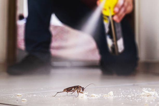 Best Spider Control Near Me  in Hayden, CO
