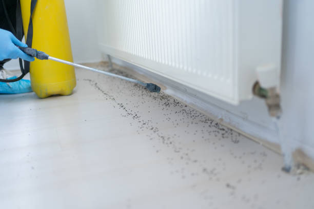 Best Termite Control Services  in Hayden, CO