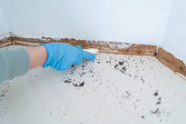 Best Pest Inspection Near Me  in Hayden, CO